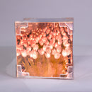 Tulip Mirror LED Night Light - Pink