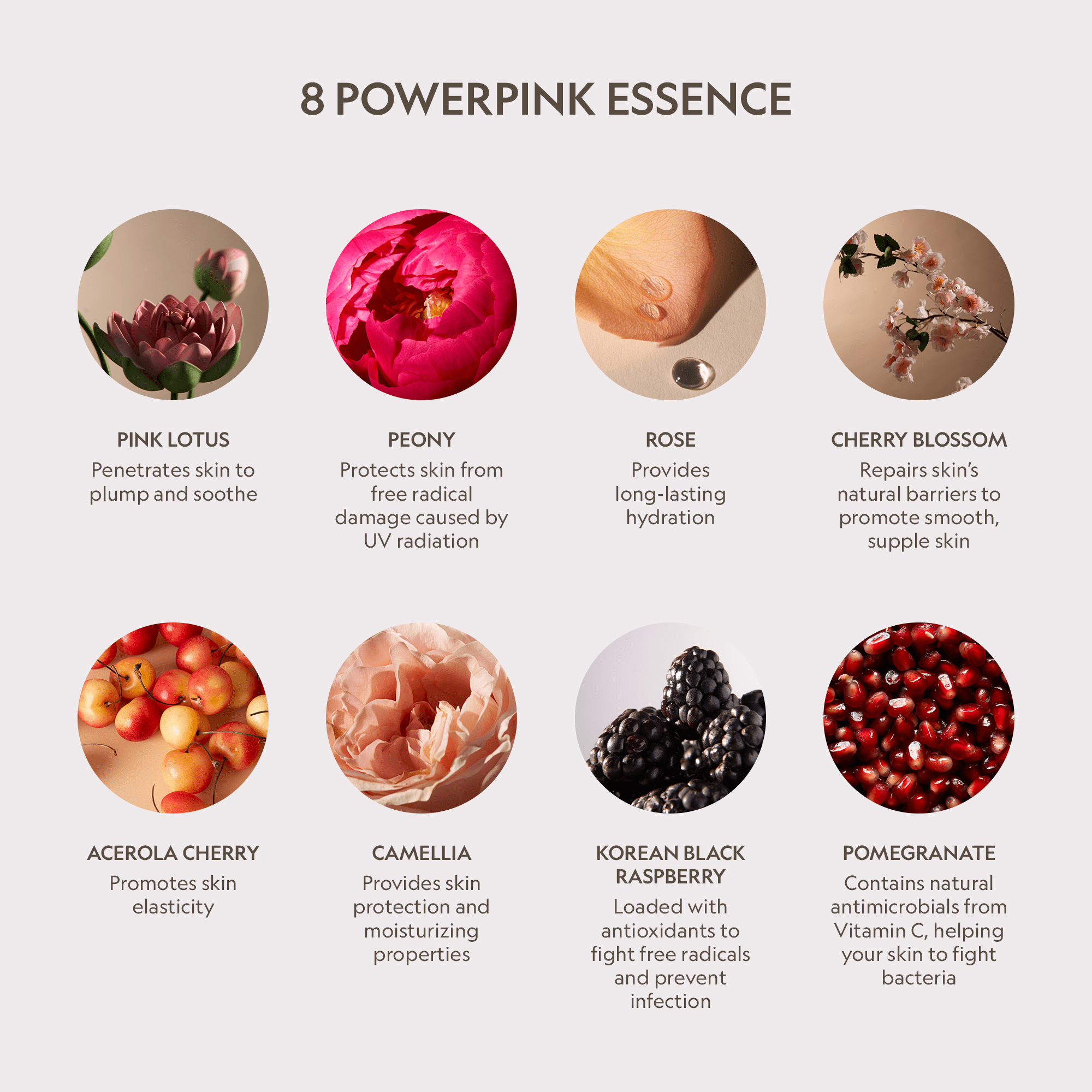 Pink Lotus Peptide Renewal Face Cream - Cultr. by Created for Culture asianowned aapimarketplace asianownedkids asianownedkidsproducts asianownedbrands