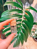 Rhaphidophora Decursiva Metal Stud Earrings