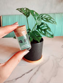 Monstera Adansonii Metal Stud Earrings