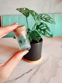 Monstera Adansonii Metal Stud Earrings