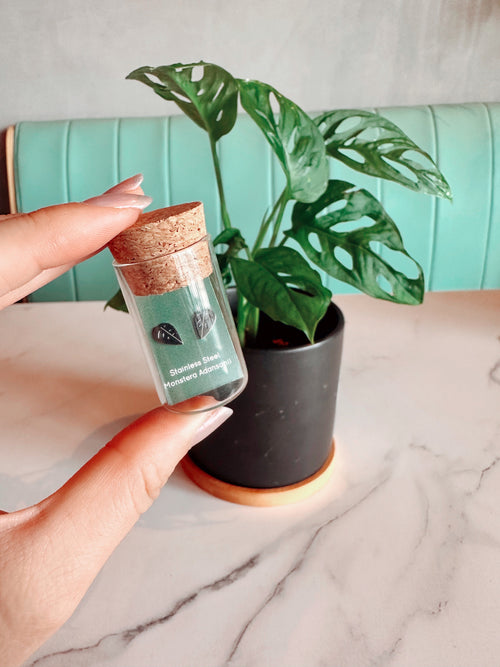 Monstera Adansonii Metal Stud Earrings