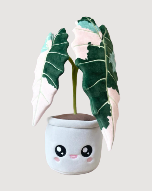 Variegated Alocasia Amazonica Plushie - CULTR