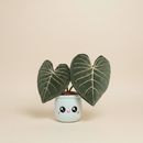 Philodendron Gloriosum Plushie on clean warm ivory background, zero shadows — Blushiez editorial product photo