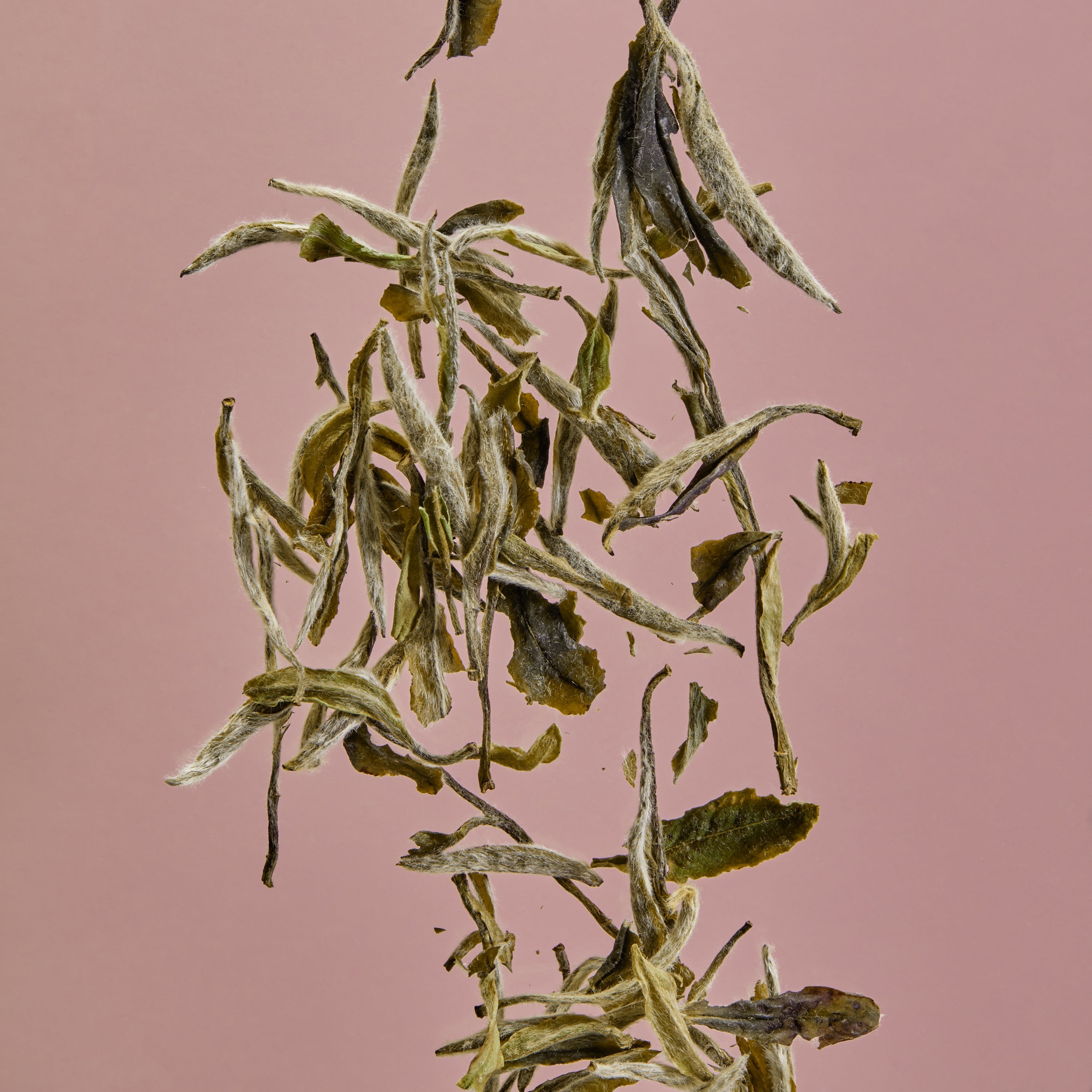 Premium White Peony Tea